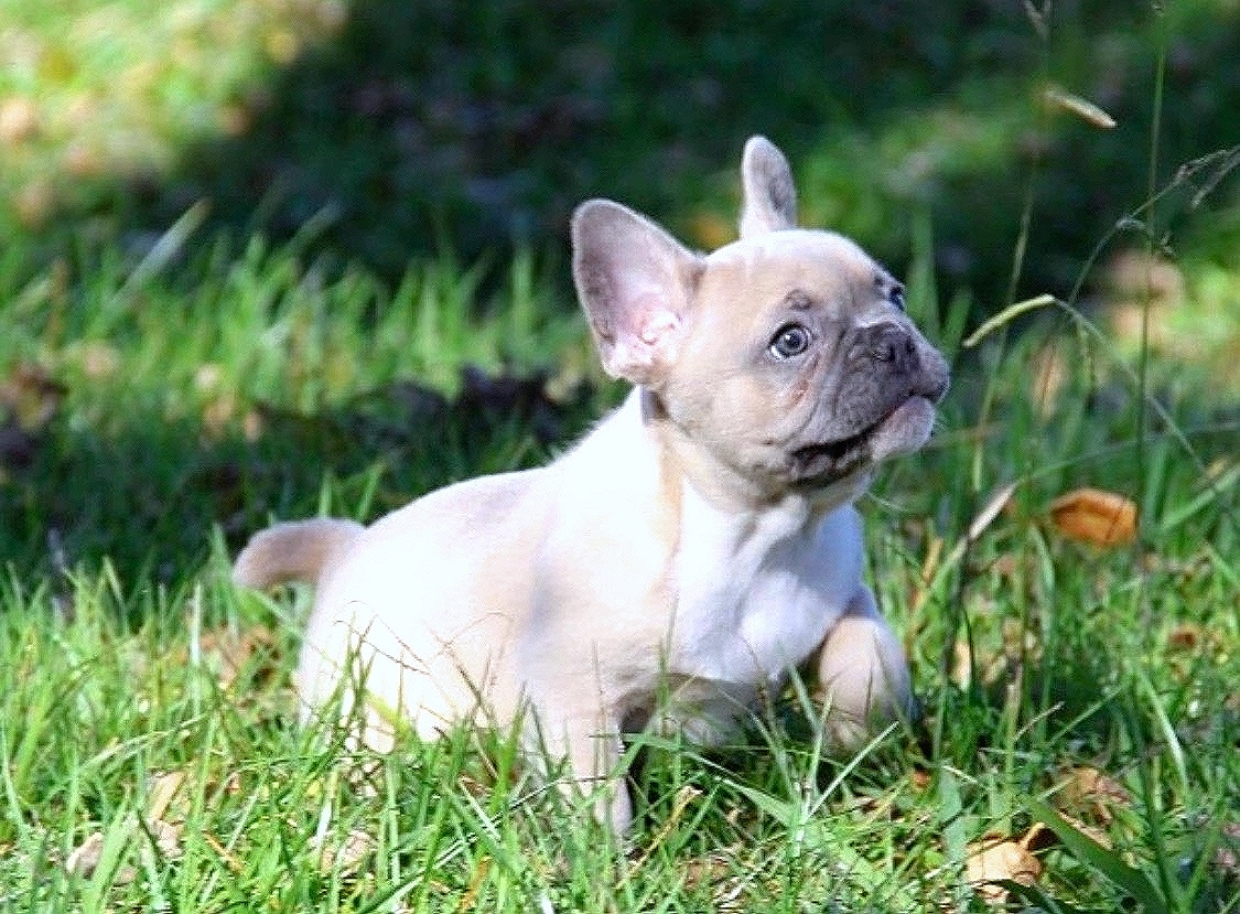 Loren, Nolt, dog, breeder, elaine, boston, terrier, loren-nolt, elaine-nolt, dog-breeder, East Earl, PA, pennsylvania, puppies, dogbreeder, kennel, usda, inspection, reports, puppy, mill, puppymill, show